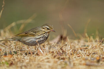 Fototapeta premium ビンズイ