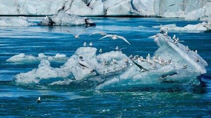 Möwen treiben auf Eisberg durch Meereslagune in Island.