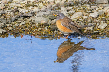 マミチャジナイ