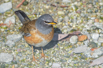 マミチャジナイ