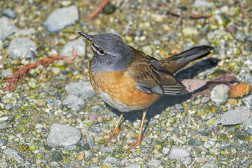 マミチャジナイ