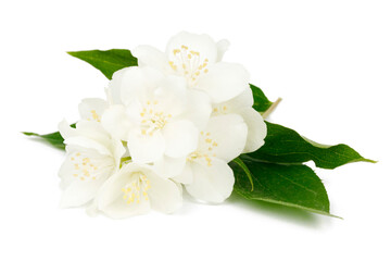 Fototapeta premium Jasmine flower with leaves isolated on white background.