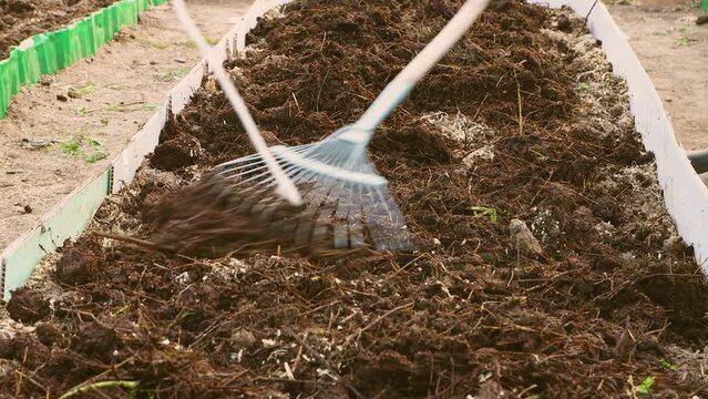 The rake loosens and levels the bed of manure or compost in the greenhouse. The concept of growing vegetables in a greenhouse in the garden. Agriculture, sowing and planting, non-GMO. UHD 4K.