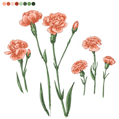 Flowers vector line drawing. Carnation color drawn on a white background. 