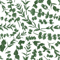 Flowers vector line drawing. Eucalyptus drawn green