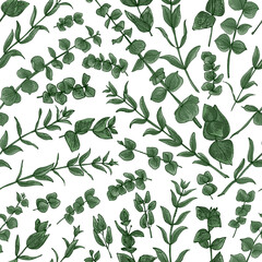 Fototapeta na wymiar Flowers vector line drawing. Eucalyptus drawn green