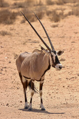 Gemsbok in the Kgalagadi, South Africa