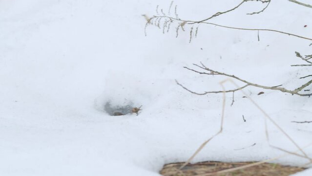 Elk poop balls in spring forest.