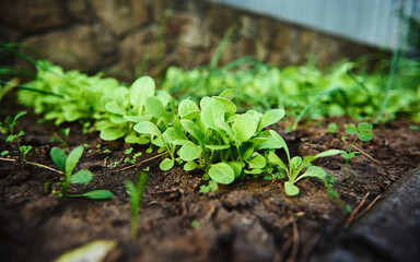 Close-up of lettuce leaves growing in the flowerbed of an open organic field. Agriculture, horticulture, eco-friendly farming and agribusiness concept