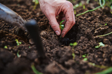 Close-up of a famer hand planting seedlings in open ground. Organic farming, agribusiness and agrcultural hobby concept