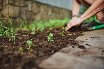 Farmer plants seedlings in moist spring soil. Young fresh sprouts in open ground. Agriculture, horticulture, eco farming in organic vegetable ground