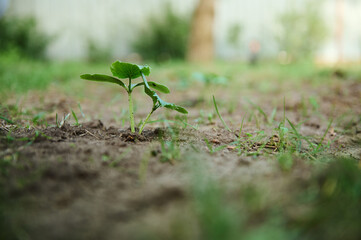 Strawberry bush growing in open ground. Organic farming, close-up