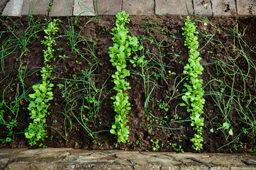 Planting onions and herbs in early spring. Agribusiness. New agricultural planting season. Agroindustry. Agriculture on the open ground.