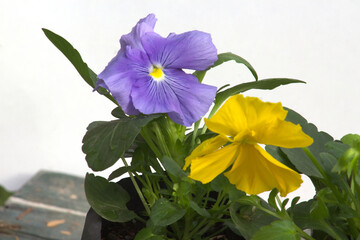 Flor Pensamiento, The garden pansy (Viola × wittrockiana)