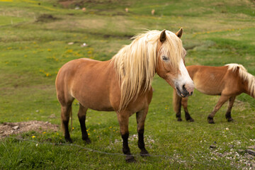 A beautiful thoroughbred horse in a green field