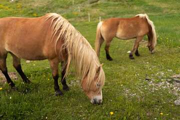 Naklejka na ściany i meble Grazing horses on a pasture in the wild