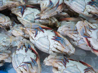 Sea blue crabs or fresh Thai crabs are sold at the seafood market. - 509378217