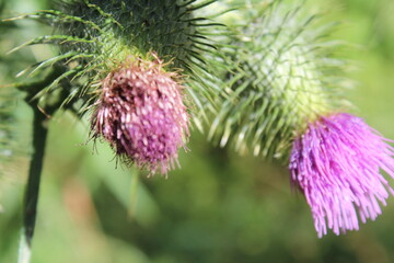 fleur rose sur un arbre dans la nature