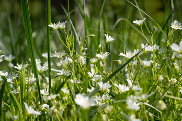 Meadow flowers on green blurred background. White wild petals with fresh grass and herbs, summer and spring blooming field or forest. Sunny, romantic, juicy backdrop. Selective soft focus, space