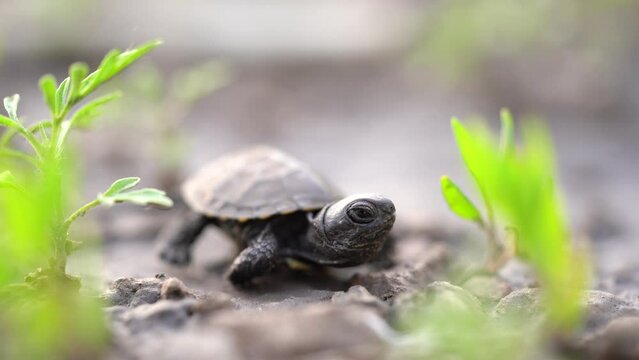 Baby turtle on the ground among the grass slowly turns its head. 