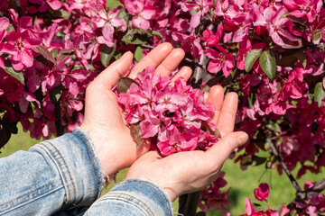 Pink blooming flowers in beautiful woman hands on blurred background. Cherry tree bloom in sunshine in garden and park. Backdrop for Easter, spring or summer blossom concept. Selective focus