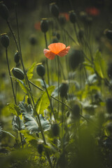 red poppy flower