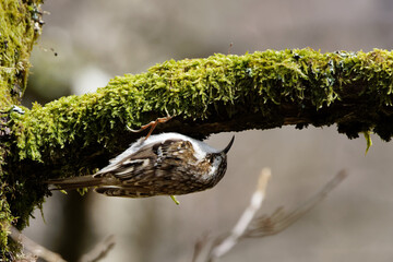 grimpereau des bois