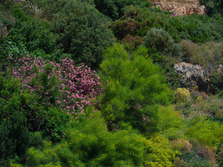 beautiful plants and flowers in the mountains