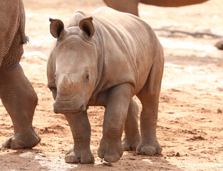 Little baby rhinoceros close-up, cute animal, young cub, brown small calf