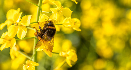 Bumblebee on a rapeseed flower. Collects nectar.