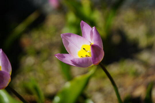 Candia tulip