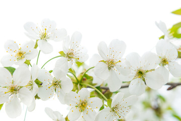 Fototapeta na wymiar White flowers cherry with green leaves isolated on white