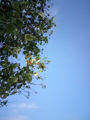 tree and blue sky, summer 