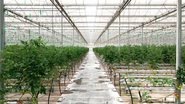 Two sections of rose beds in greenhouse. Aerial footage above growing tomato in the greenhouse with high tech technology.