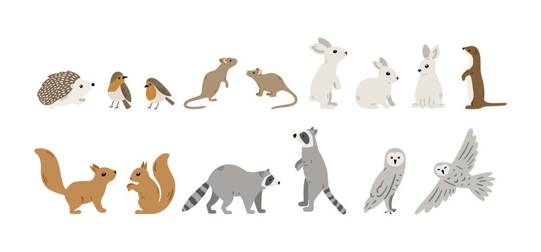 Hand Drawn Forest Animals Collection: Hedgehog, Bird, Mouse, Rabbit, Squirrel, Raccoon, Owl And Weasel. Vector Woodland Set With Cute Characters. Vector Illustration For Childish Design