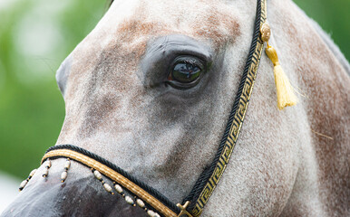 Arabian horse portrait closeup