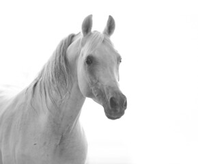 Beautiful snow white arabian horse