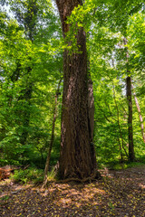 Thick trunk of a perennial old tree