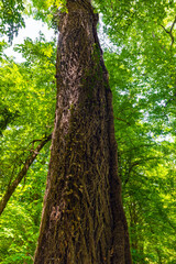 Fototapeta premium Thick trunk of a perennial old tree