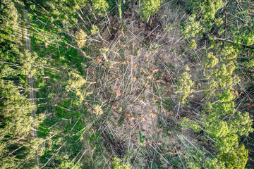 Aerial view of the Wombat State Forest with fallen trees near Lyonville, 9 months after a severe...