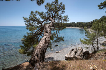 Fototapeta na wymiar Mediterranean pine on shore