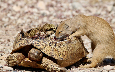 Yellow Mongoose feeding from a dead Leopard Tortoise, Kgalagadi, South Africa