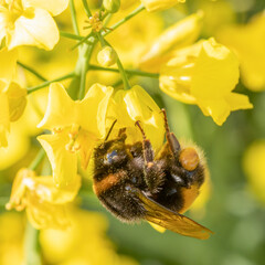 Bumblebee on a rapeseed flower. Collects nectar.