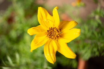 yellow daffodil flower in spring