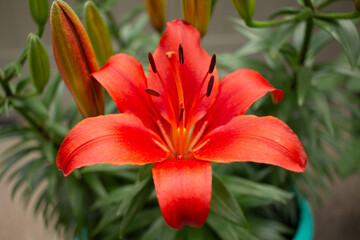 red lily flower in the garden
