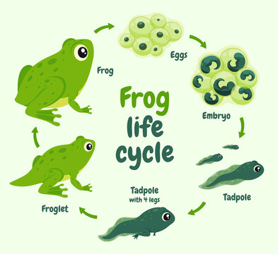 Illustration of the life cycle of a frog. Wild aquatic animal her way of life. Vector illustration