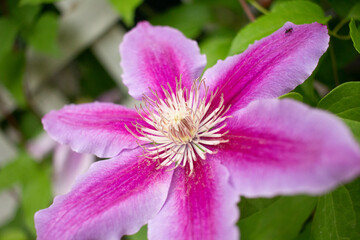 Obraz premium close up of a pink flower