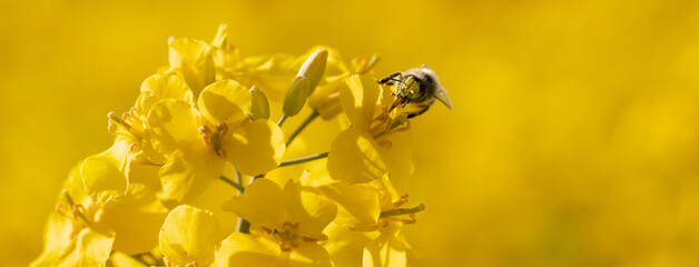 Honey bee collects nectar on a rapeseed flower.