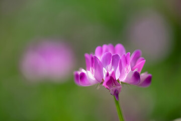 Fototapeta premium レンゲ