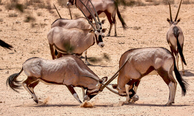 Gemsbok or South African Oryx rutting in the Kgalagadi, South Africa